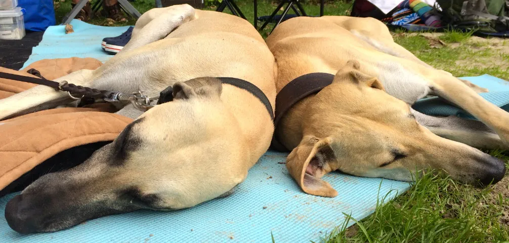 Zwei helle Windhunde liegen schlafend nebeneinander auf einer Matte im Gras